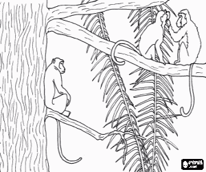 Ağaç üzerinde uzun kuyruklu maymunlar boyama