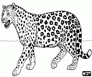 Jaguar boyama
