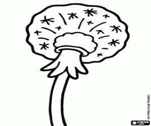 Karahindiba tohumları boyama