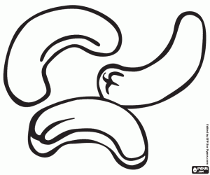 Kaşu fındık, tohumlar boyama