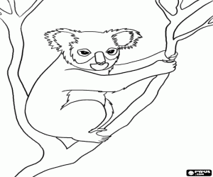Koala, bir Avustralya keseli hayvanı boyama