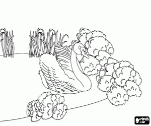 Bu bir kuğu haline geldi boyama