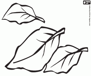 Laurel, aromatik bir bitki boyama