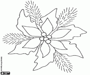 Poinsettia boyama