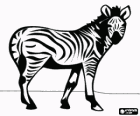Zebra, vahşi hayvan