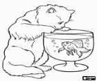 Kedi fishbowl bir balık yüzme izliyor