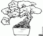 Bonsai ağaç, bir tepsi içinde minyatür ağaç Bonsai Japon sanatı aşağıdaki