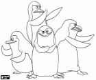 Madagaskar Penguenler