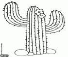 Saguaro kaktüs