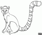 Bir lemur, Madagaskar Adası bir primat endemik