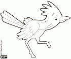 Roadrunner, hızlı koşma kuş