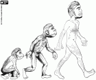 İnsan evriminin ilk üç aşaması: Hominid primat, Australopithecus ve Homo erectus