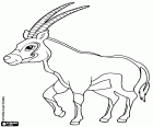 Gemsbok, bir büyük antilop, Oryx gazella. Bir-in tür Afrika antilop