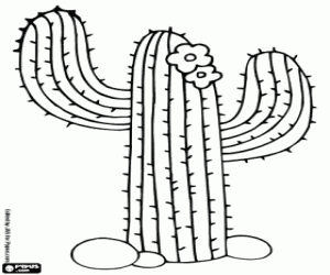 Saguaro kaktüs boyama