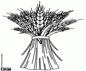 Tahıl hasat, buğday boyama