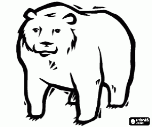 Dört-uzun bacaklı bir yetişkin ayı boyama