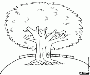 Bir yaprak dökmeyen ağaç boyama