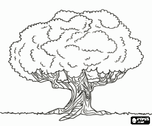 Yaşlı meşe ağacı boyama