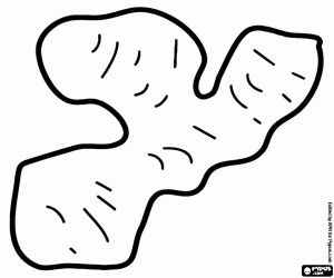 Zencefil, bir rizom boyama