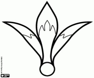 Çiçek Amaryllus boyama