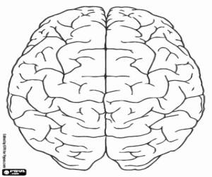 İnsan beyninin üst görünümü boyama